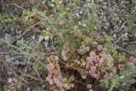 2007-04-10-005-Cuscuta-in-flower