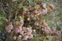 2007-04-10-006-Cuscuta-in-flower