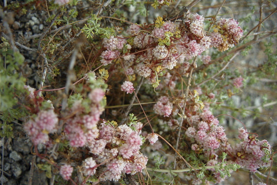 2007-04-10-006-Cuscuta-in-flower