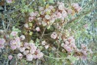 2007-04-10-007-Cuscuta-in-flower