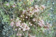 2007-04-10-008-Cuscuta-in-flower