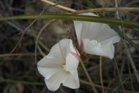 2007-04-10-057-Ceonorum
