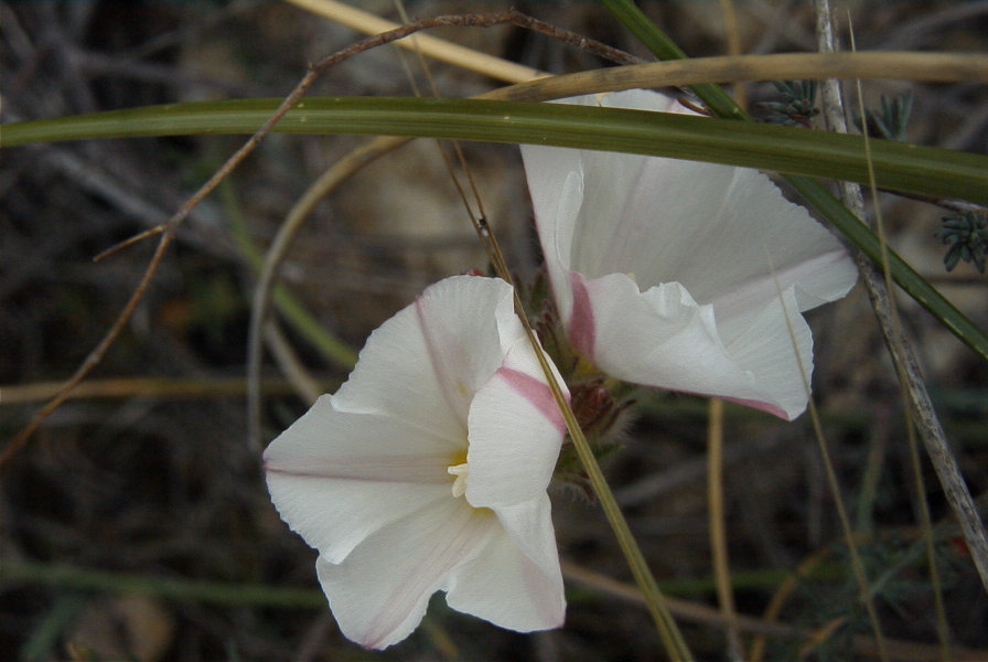 2007-04-10-057-Ceonorum