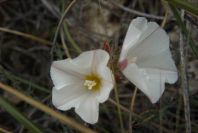 2007-04-10-058-Ceonorum