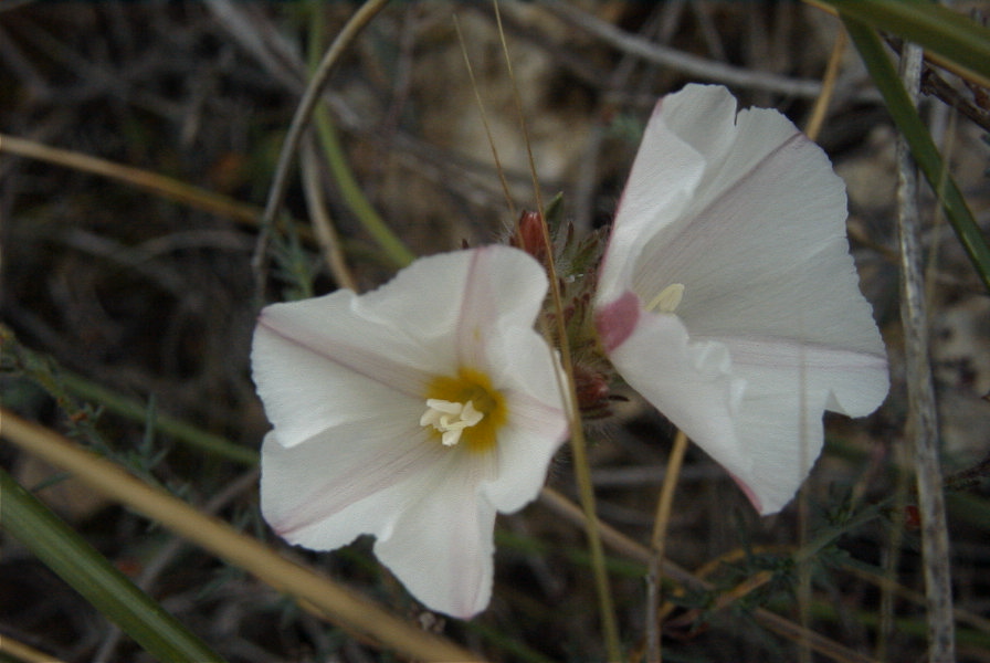 2007-04-10-058-Ceonorum