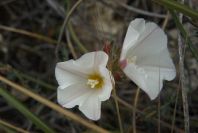 2007-04-10-059-Ceonorum