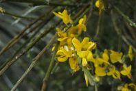 2007-04-10-061-Broom-or-Gorse