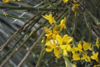 2007-04-10-062-Broom-or-Gorse