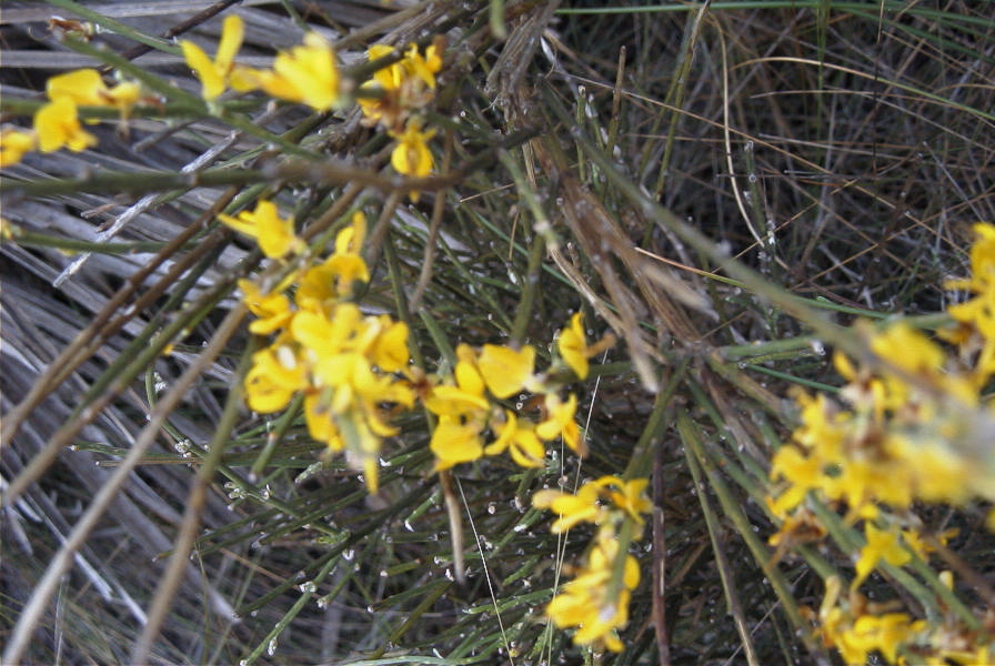 2007-04-10-063-Broom-or-Gorse