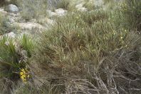 2007-04-10-064-Broom-or-Gorse