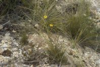 2007-04-10-065-Unknown-Yellow-Pea