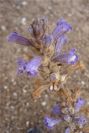 2007-04-11-006-Orobanche