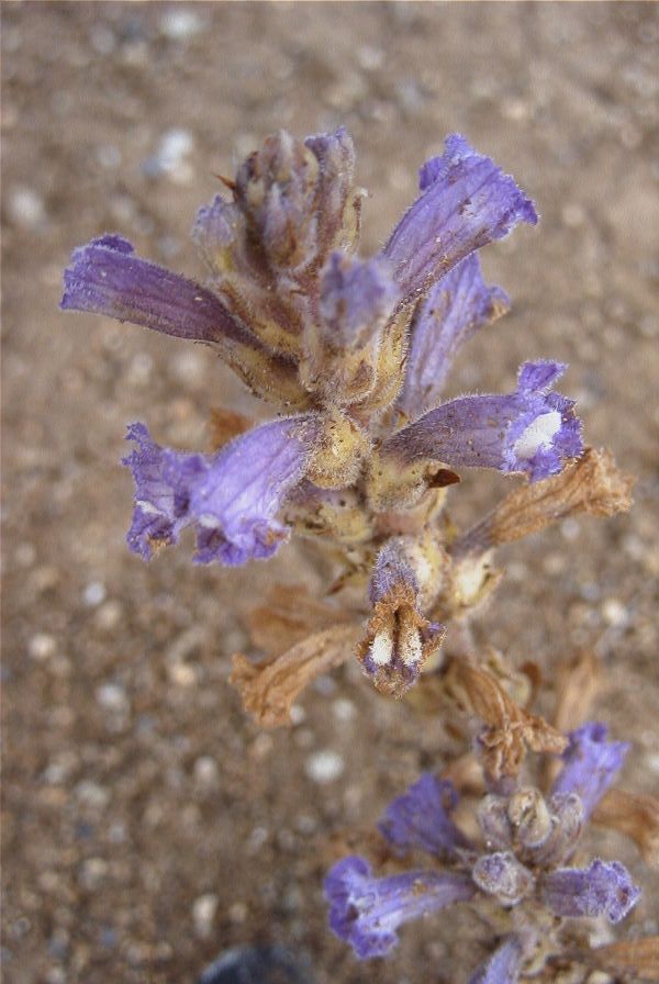 2007-04-11-006-Orobanche