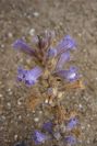2007-04-11-007-Orobanche