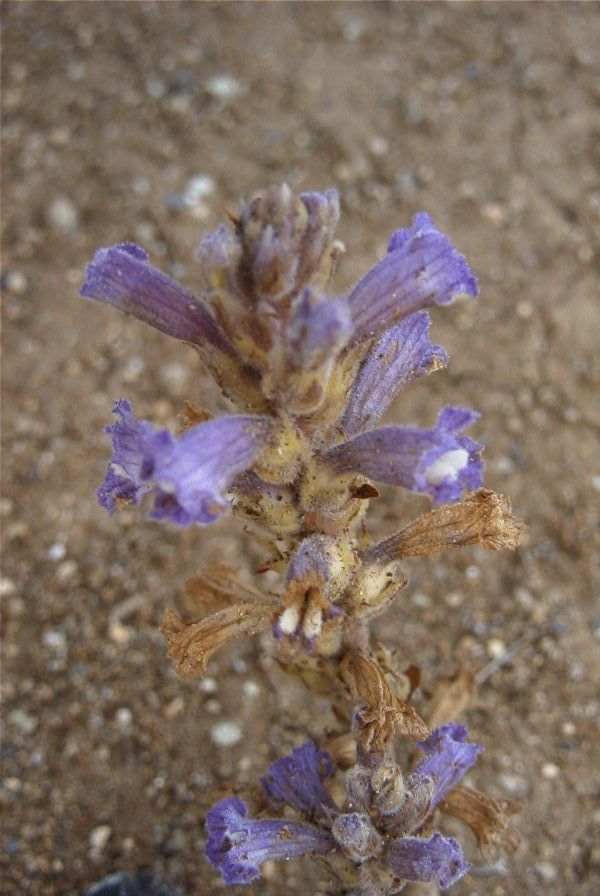 2007-04-11-007-Orobanche