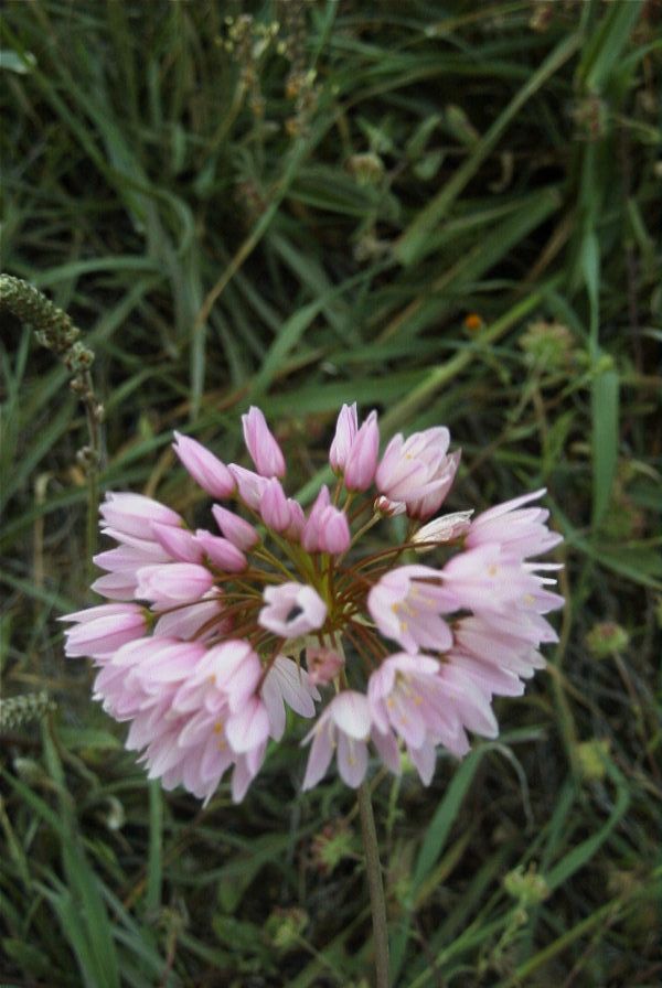 2007-04-11-009-Allium