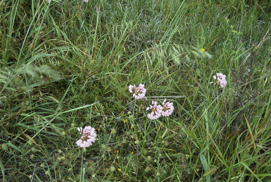 2007-04-11-010-Allium