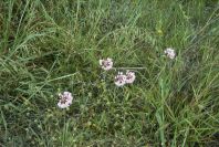 2007-04-11-011-Allium