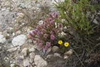 2007-04-11-012-Coris-monspeliensis-fontqueri