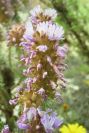 2007-04-11-013-Coris-monspeliensis-fontqueri