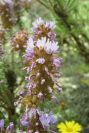 2007-04-11-014-Coris-monspeliensis-fontqueri