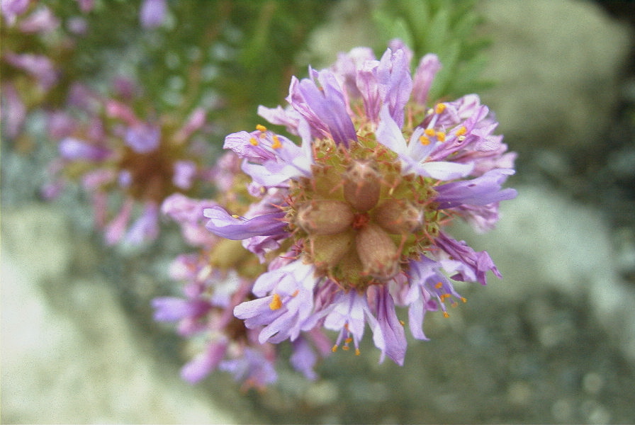 2007-04-11-015-Coris-monspeliensis-fontqueri