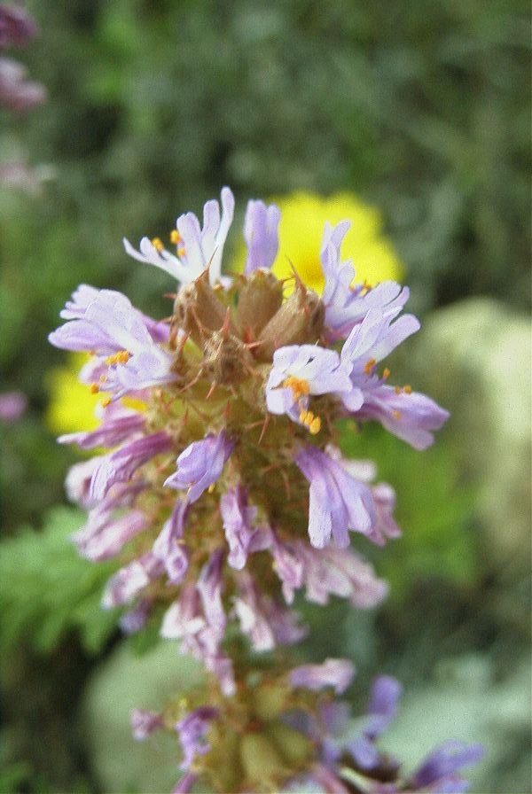 2007-04-11-016-Coris-monspeliensis-fontqueri