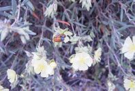 2007-04-11-017-Lemon-Rock-Rose