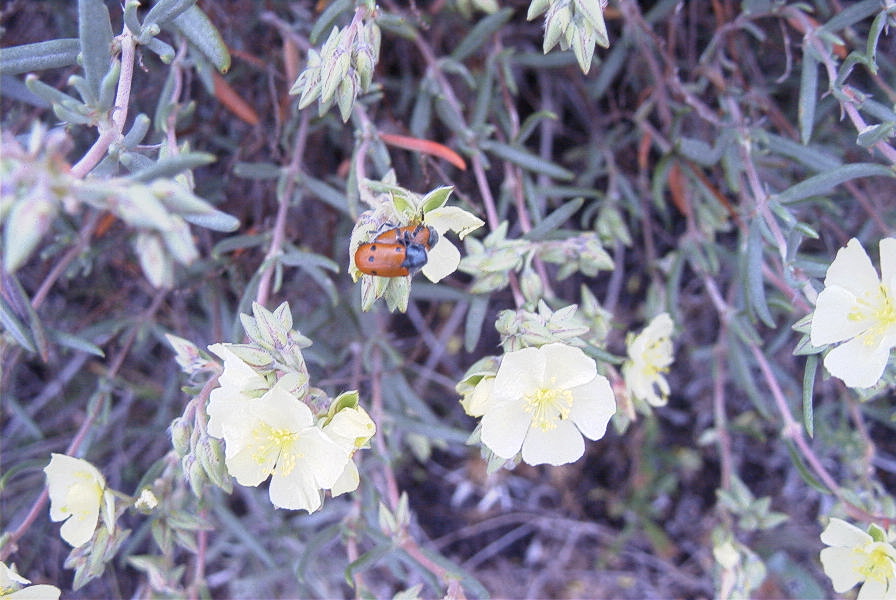 2007-04-11-017-Lemon-Rock-Rose