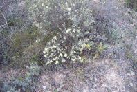 2007-04-11-018-Lemon-Rock-Rose