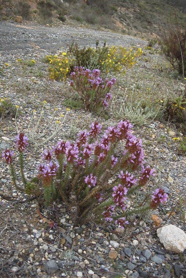 2007-04-11-019-Coris-monspeliensis-fontqueri
