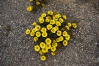 2007-04-11-020-Asteriscus-maritimus