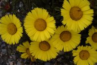 2007-04-11-021-Asteriscus-maritimus