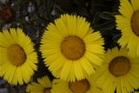 2007-04-11-022-Asteriscus-maritimus