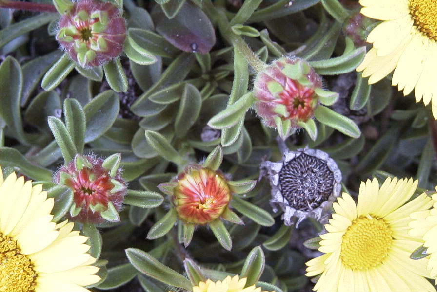 2007-04-11-023-Asteriscus-maritimus