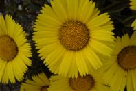 2007-04-11-024-Asteriscus-maritimus