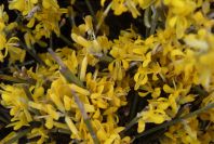 2007-04-11-025-Unknown-Yellow-Gorse