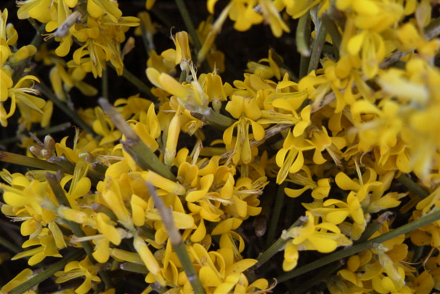 2007-04-11-025-Unknown-Yellow-Gorse