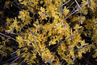 2007-04-11-026-Unknown-Yellow-Gorse