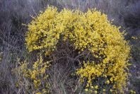 2007-04-11-027-Unknown-Yellow-Gorse