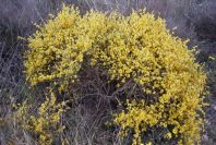 2007-04-11-028-Unknown-Yellow-Gorse