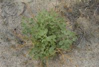 2007-04-11-046-Unknown-White-Bell