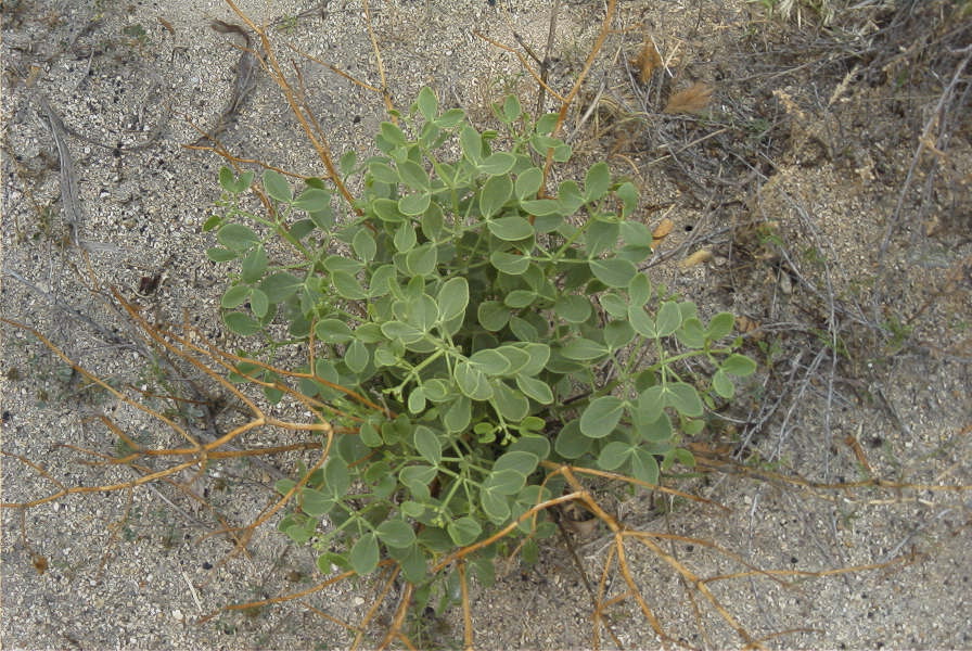 2007-04-11-046-Unknown-White-Bell