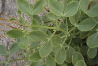 2007-04-11-047-Unknown-White-Bell