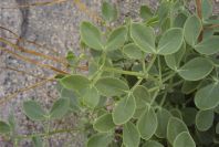 2007-04-11-048-Unknown-White-Bell