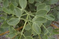 2007-04-11-049-Unknown-White-Bell