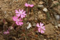 2007-04-11-061-Silene