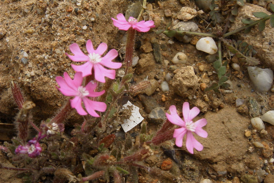 2007-04-11-061-Silene