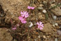 2007-04-11-062-Silene