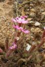 2007-04-11-063-Silene